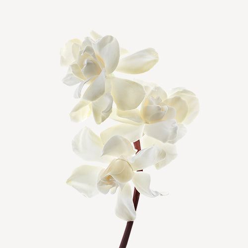 Issey Miyake L’Eau d’Issey Eau de Toilette white floral inspiration