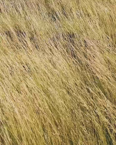 D.S. & Durga Cowboy Grass official prairie grass image