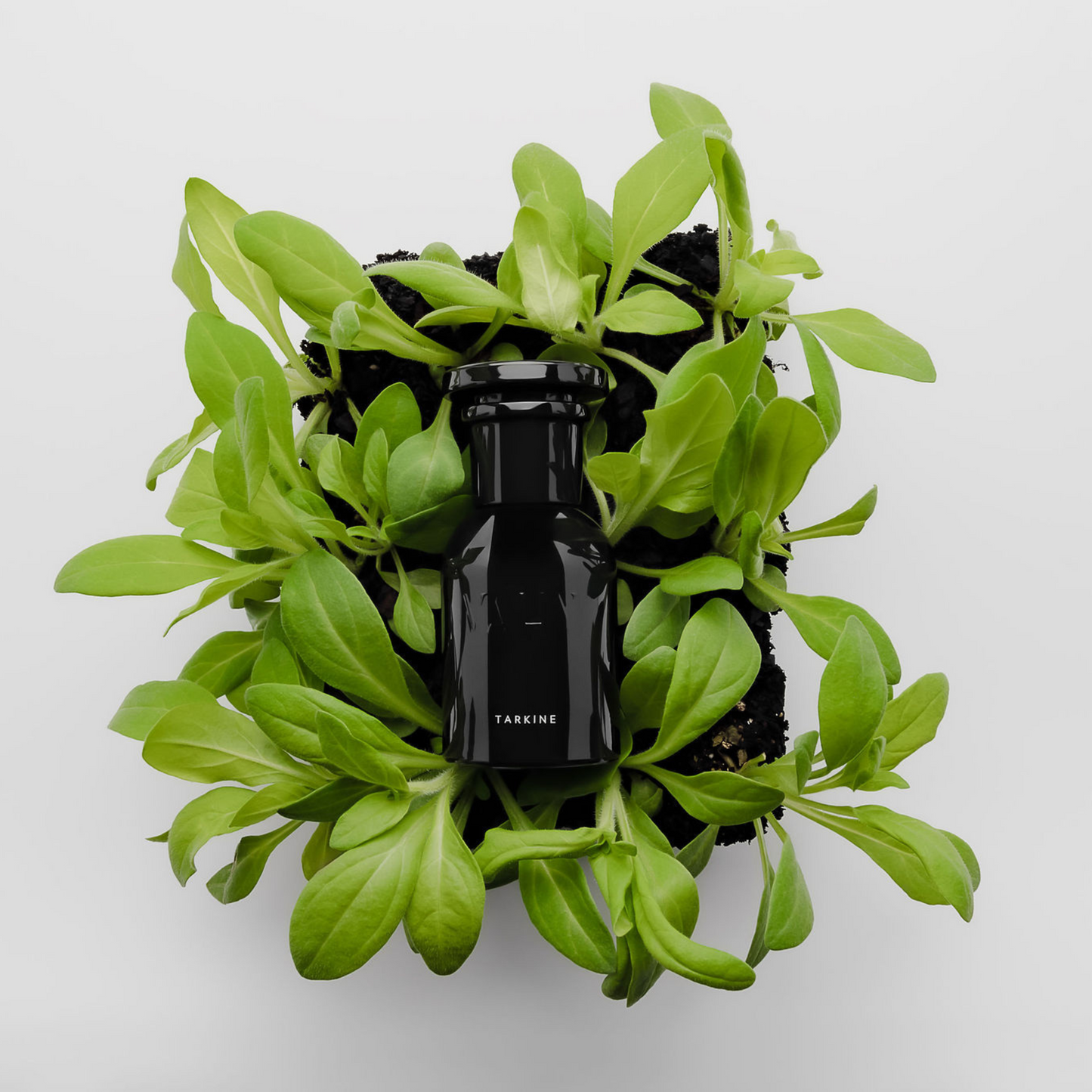 VAHY Tarkine Natural Perfume 50mL