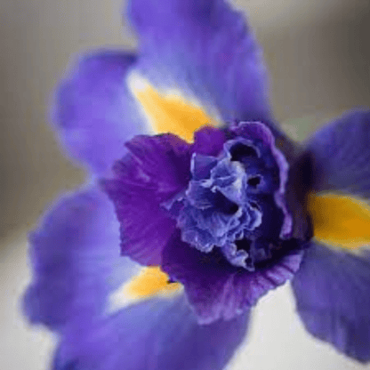 La Florentina Iris Bath Foam 500ml product image 4