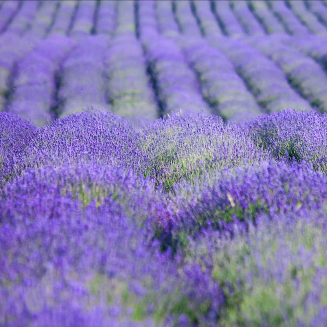 La Florentina Lavender Bath Foam 500ml product image 2