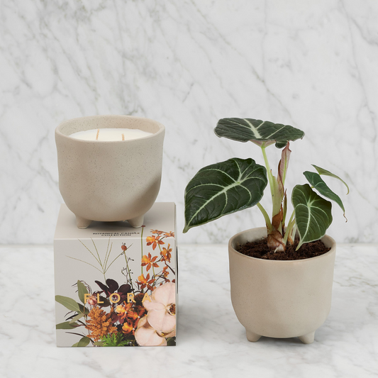 Myrtle & Moss Botanical Candle Flora 500g