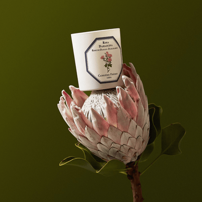 Candles - Carriere Freres - Carrière Frères Damask Rose Candle 185g - The Gift Company