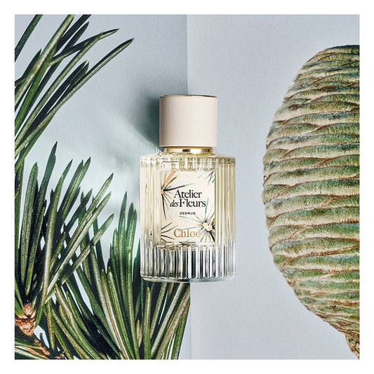 Chloé Atelier des Fleurs Cedrus Eau de Parfum styled botanical image
