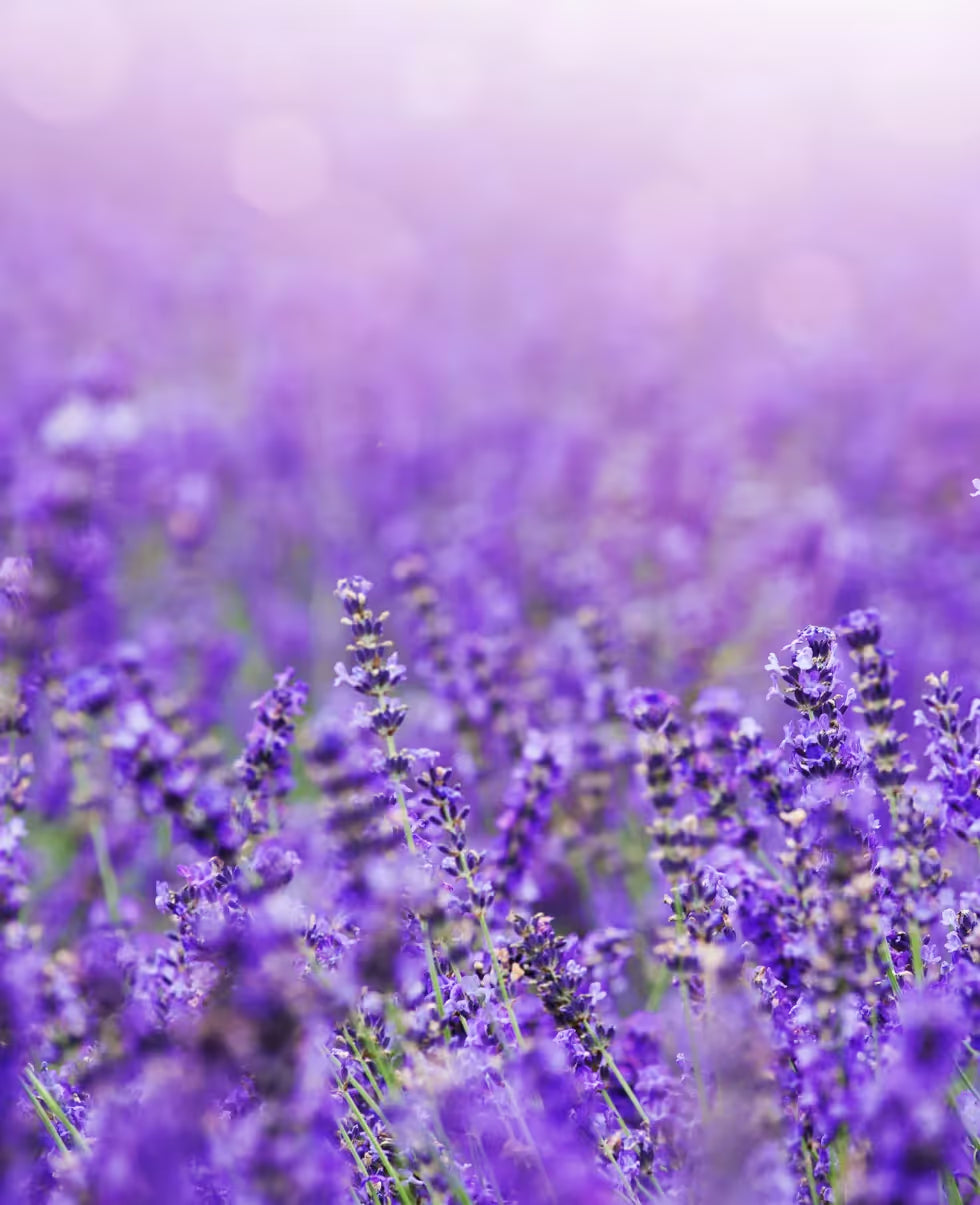 Davidoff Cool Water lavender fragrance inspiration image