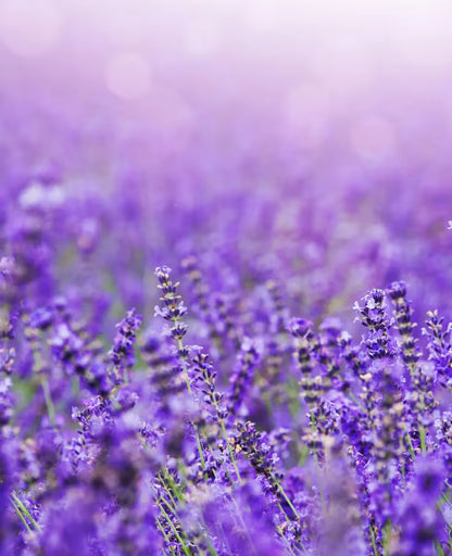 Davidoff Cool Water lavender fragrance inspiration image